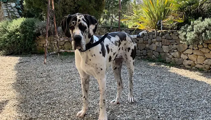 Domaine privé clôturé sans voisinage – sécurité et tranquillité